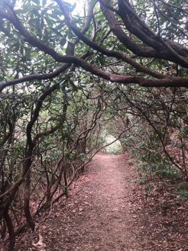 Photograph of path through the woods
