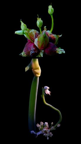 Photograph of a flower on black background